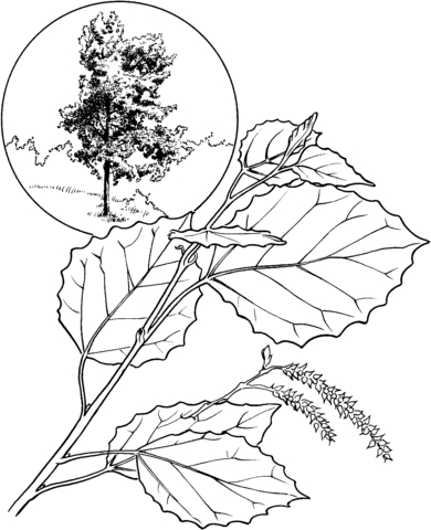 American Aspen Or White Poplar Coloring Page